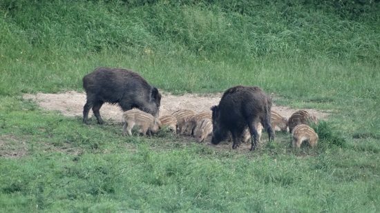 Diviačia rodinka