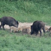 Diviačia rodinka
