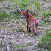 Mladá líška v podvečer