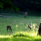 Nepárny šesťnástorák, ešte v koži