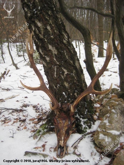 Nájdený úhyn