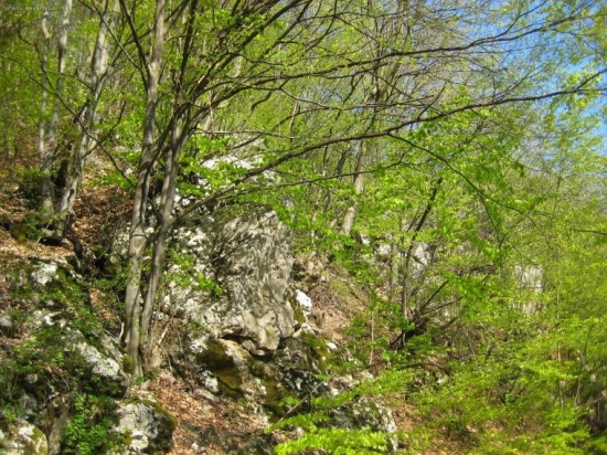 Jarné zátišie