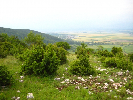 Panoráma