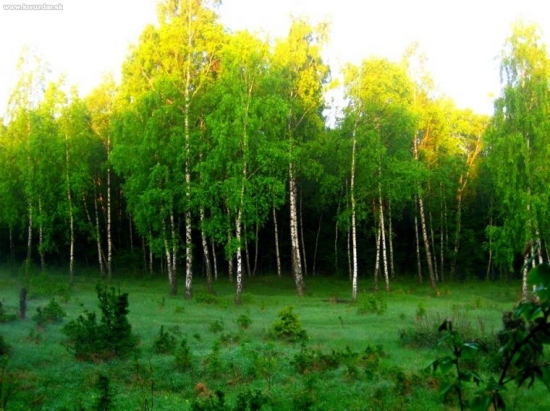 Horská poľana ráno