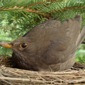 Drozd Čierny samička (Turdus merula)