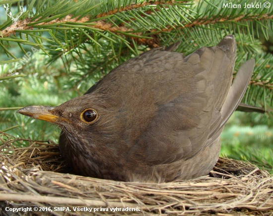 Drozd Čierny samička (Turdus merula)