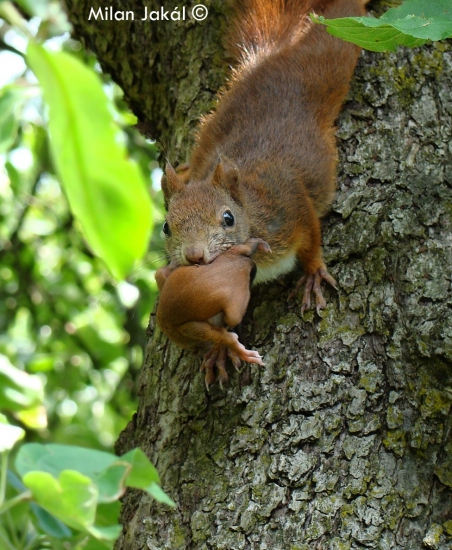 Veverička prenáša mláda