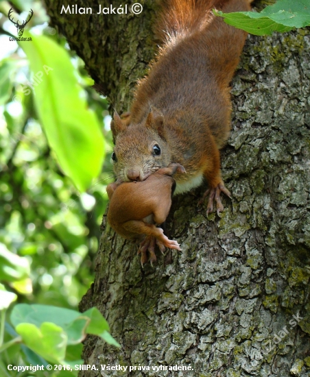 Veverička prenáša mláda