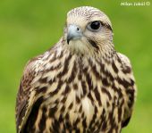 Sokol rároh (Falco cherrug)