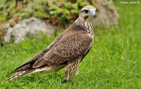 Sokol rároh (Falco cherrug)