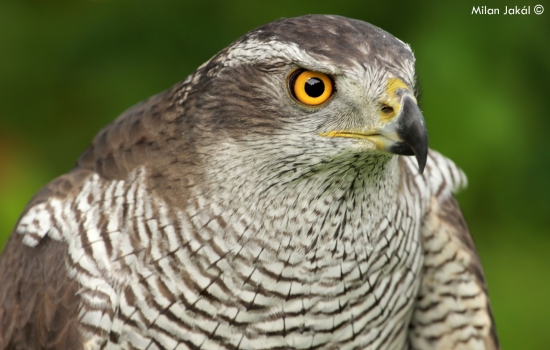 Jastrab lesný (Accipiter gentilis)