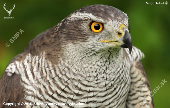 Jastrab lesný (Accipiter gentilis)