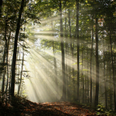 Ranná sprcha lúčov