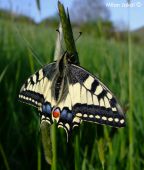Vidlochvost feniklový (Papilio machaon)