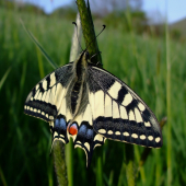 Vidlochvost feniklový (Papilio machaon)