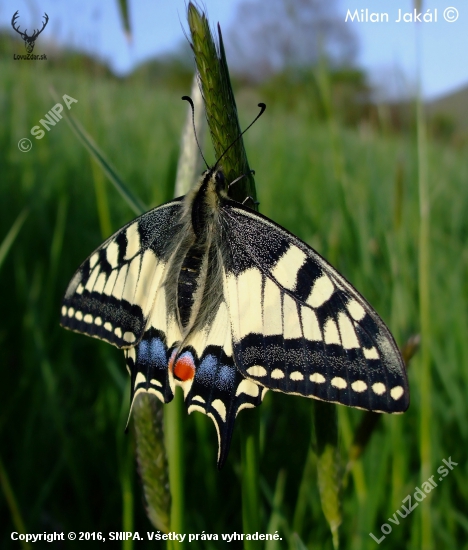 Vidlochvost feniklový (Papilio machaon)