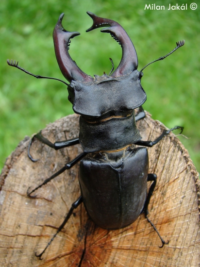 Roháč obyčajný (lat. Lucanus cervus)