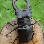 Roháč obyčajný (lat. Lucanus cervus)