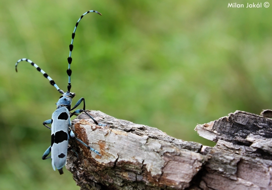 Fuzáč alpský (Rosalia alpina)