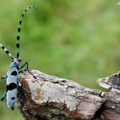 Fuzáč alpský (Rosalia alpina)