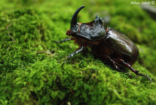 Nosorožtek obyčajný (Oryctes nasicornis)