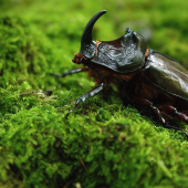 Nosorožtek obyčajný (Oryctes nasicornis)