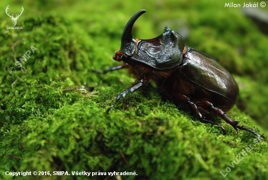 Nosorožtek obyčajný (Oryctes nasicornis)