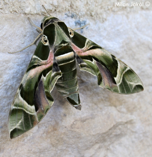 Lišaj oleandrový (Daphnis nerii)