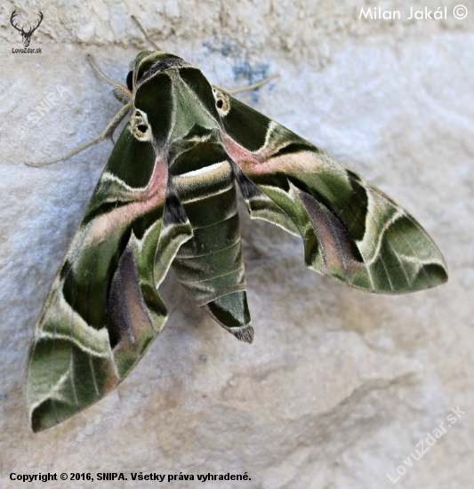 Lišaj oleandrový (Daphnis nerii)