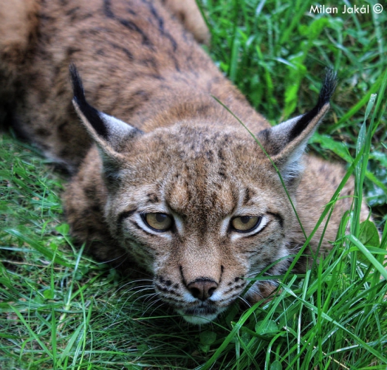 Rys ostrovid (Lynx lynx)