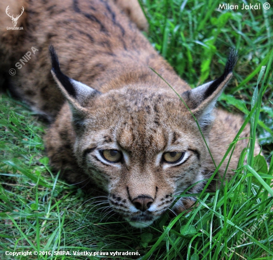 Rys ostrovid (Lynx lynx)