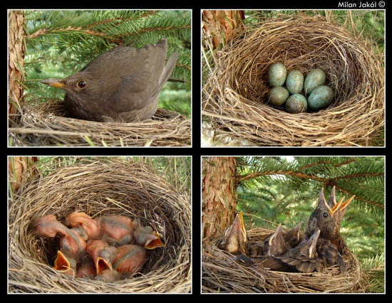 Drozd čierny (Turdus merula) vývoj hniezdenia