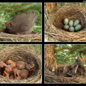 Drozd čierny (Turdus merula) vývoj hniezdenia