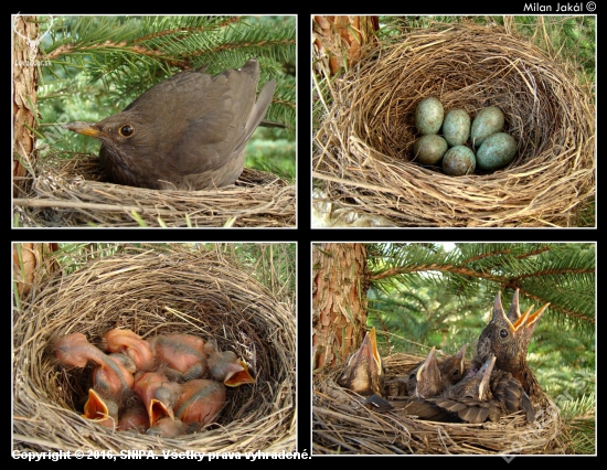 Drozd čierny (Turdus merula) vývoj hniezdenia