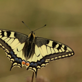 Vidlochvost feniklový (Papilio machaon)