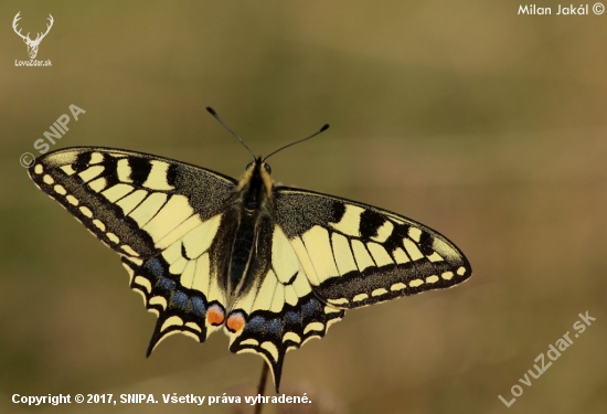 Vidlochvost feniklový (Papilio machaon)