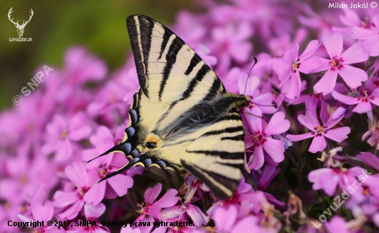 Vidlochvost ovocný (Iphiclides podalirius)