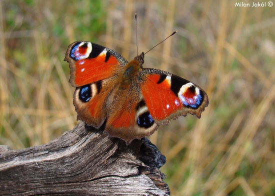 Babôčka pávooká (Inachis io)