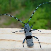 Fuzáč alpský (Rosalia alpina)