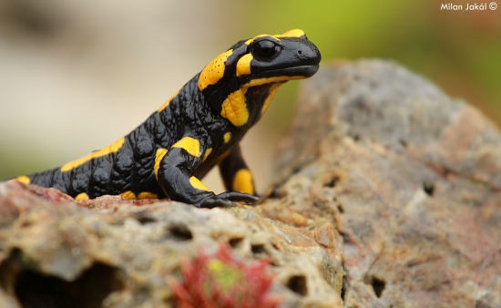 Salamandra škvrnitá (Salamandra salamandra)