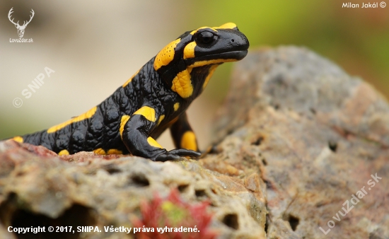 Salamandra škvrnitá (Salamandra salamandra)