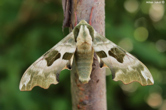 Lišaj lipový (Mimas tiliae)