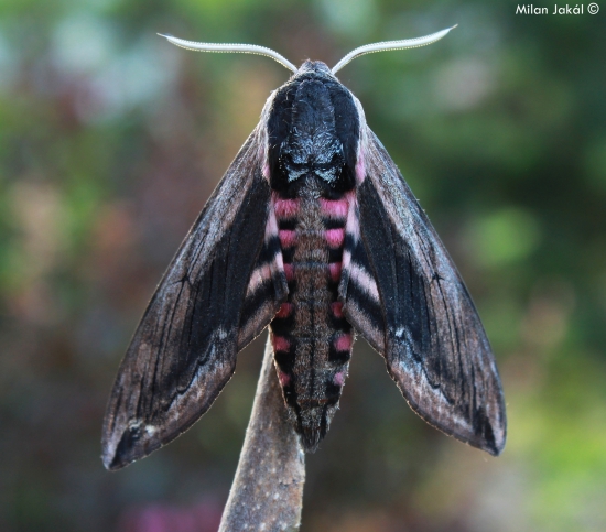 Lišaj orgovánový (Dominik Kalata)