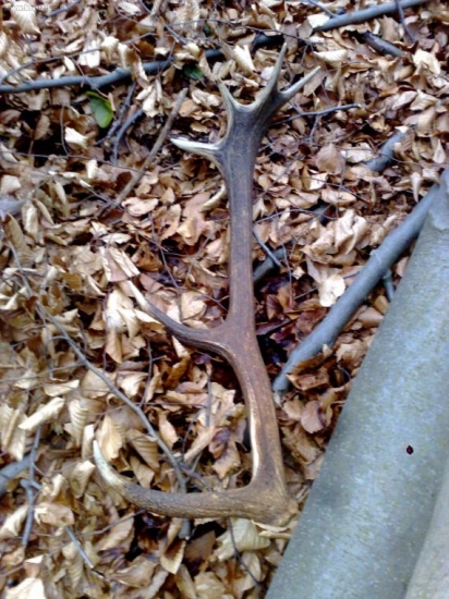 Skoro som naň skočil