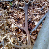 Skoro som naň skočil