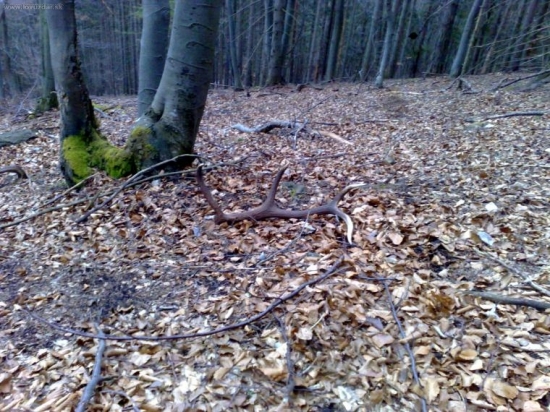 z toho isteho ako minuly rok id.14186