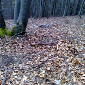 z toho isteho ako minuly rok id.14186