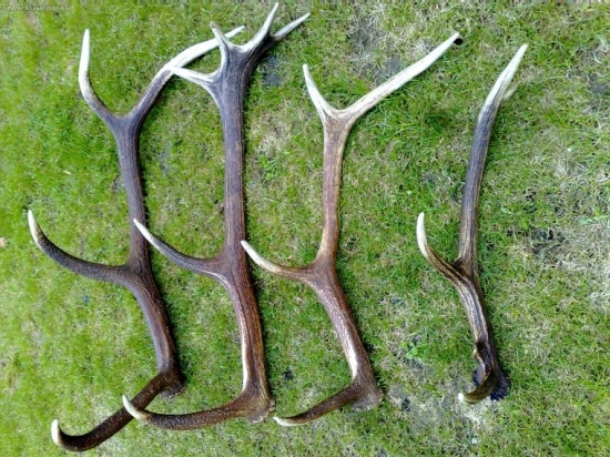 všetky prave z tohoto roka...