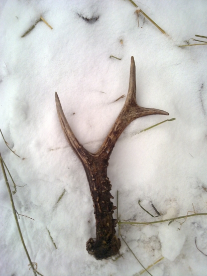 Dnešna odmena za prikrmovanie