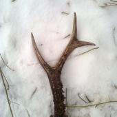 Dnešna odmena za prikrmovanie